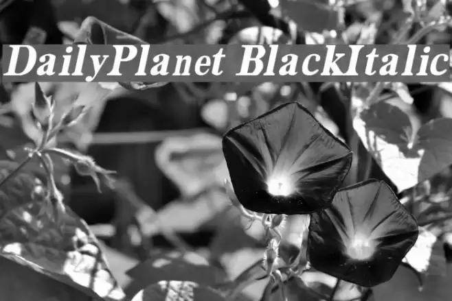 DailyPlanet BlackItalic Font examples