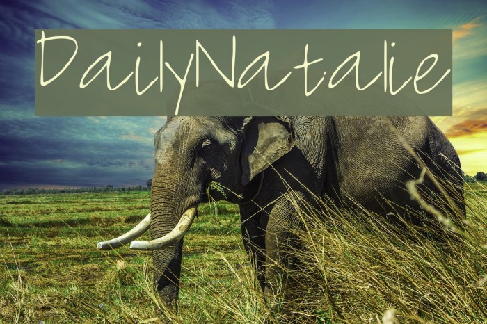 Daily_Natalie Font examples