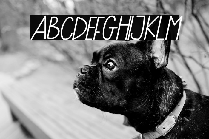 Daisy Dream Italic Italic Example 1