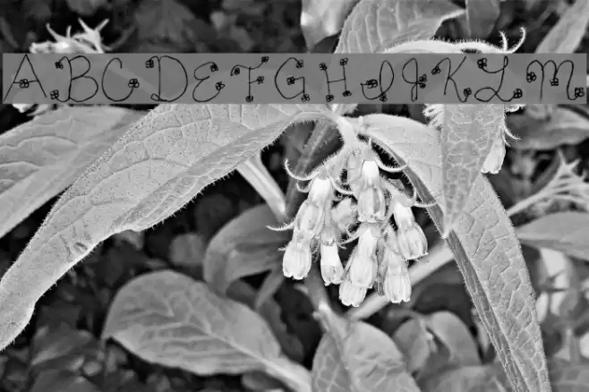 Daisy Mae Font examples