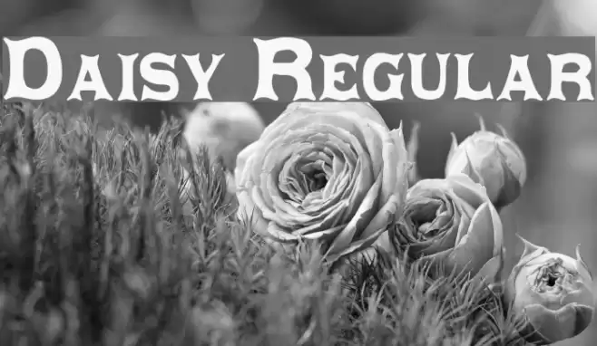 Daisy Regular Schriftart examples