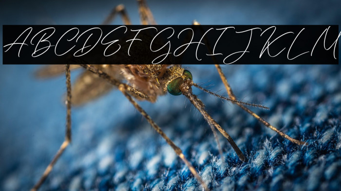 Daisyrain FREE Example 2