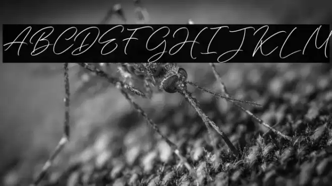 Daisyrain FREE Font examples