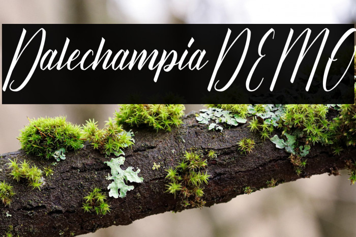 Dalechampia-DEMO Example 2