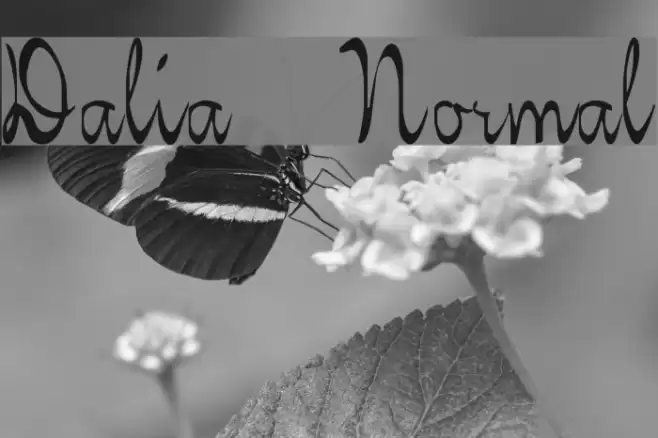 Dalia Normal Font examples