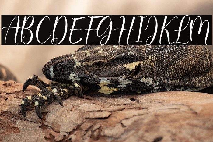 Daligona_DEMO Example 3