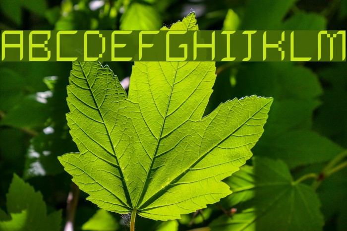 Dalila Light Example 3