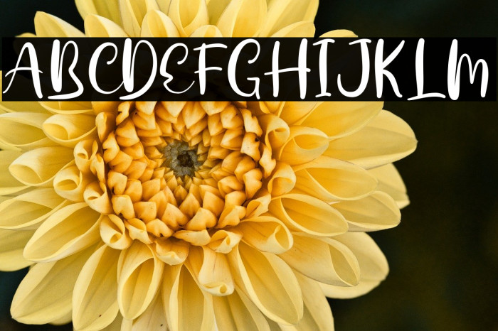 Dalillah Demo Example 3