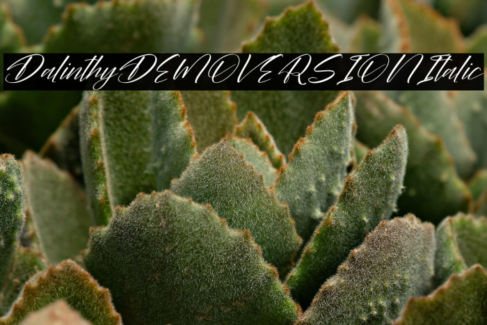 Dalinthy DEMO VERSION Italic Example 3