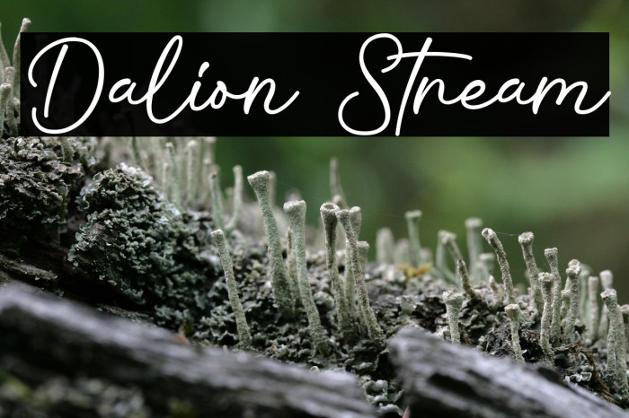 Dalion Stream Example 3