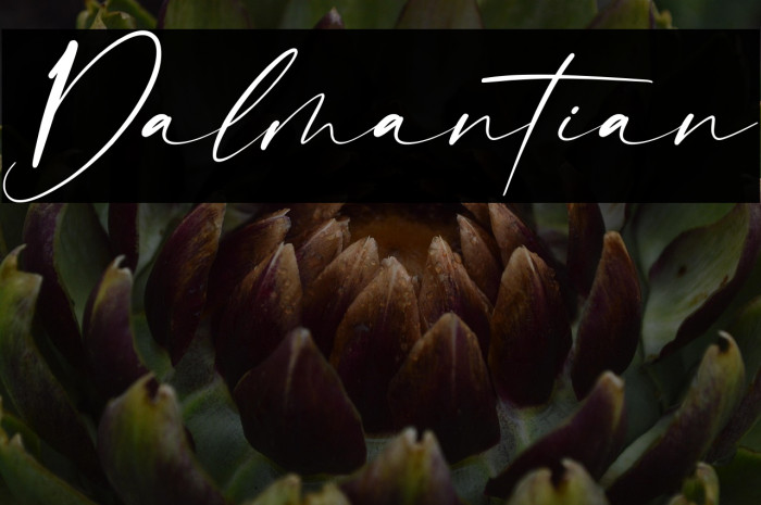 Dalmantian Example 1