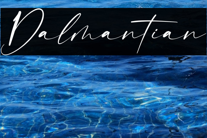 Dalmantian Example 3