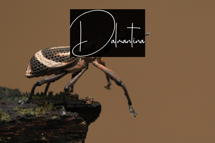 Dalmantina Example 2