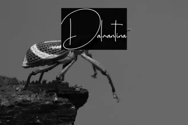 Dalmantina Font examples