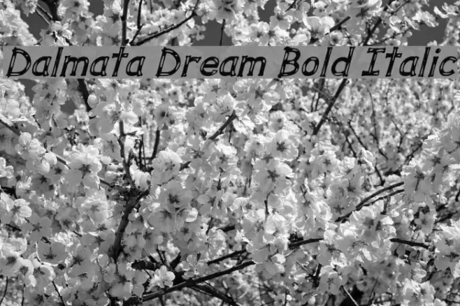 Dalmata Dream Bold Italic خط examples