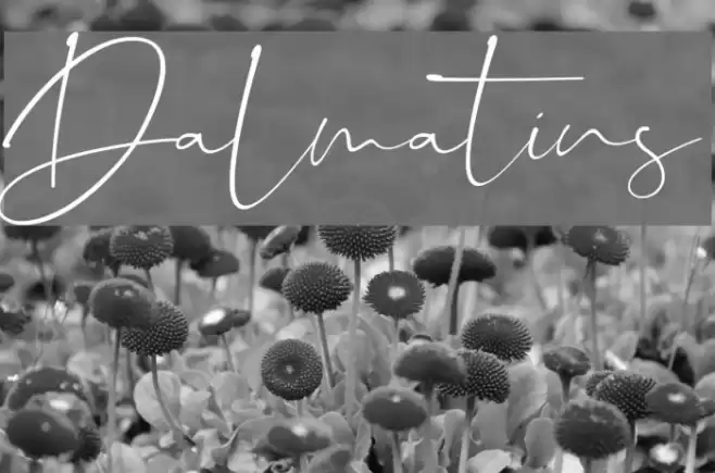Dalmatins Font examples