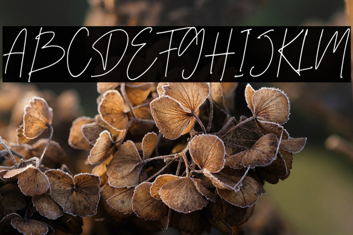 Daltana Demo Example 1