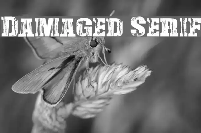 Damaged Serif Example 2