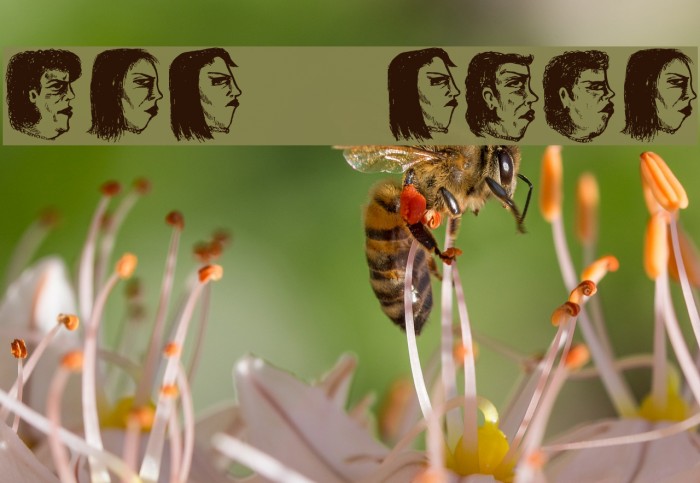 Damen 2 Regular Example 2