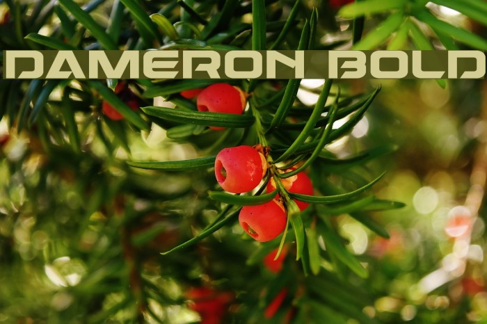 Dameron Bold Example 1