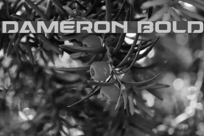 Dameron Bold Font examples