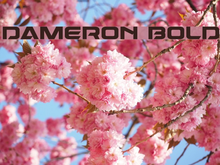 Dameron Bold Example 3