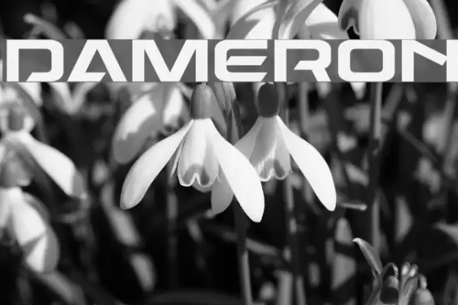 Dameron Font examples