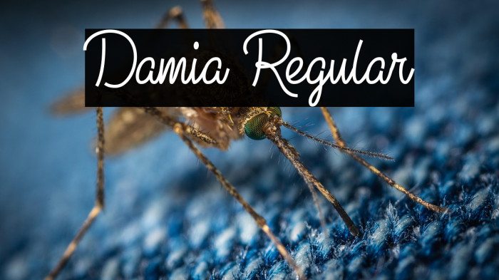 Damia Regular Example 2