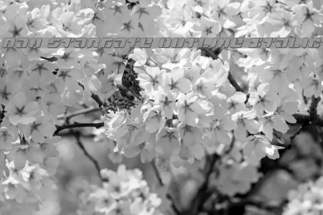 Dan Stargate Outline Italic Font examples