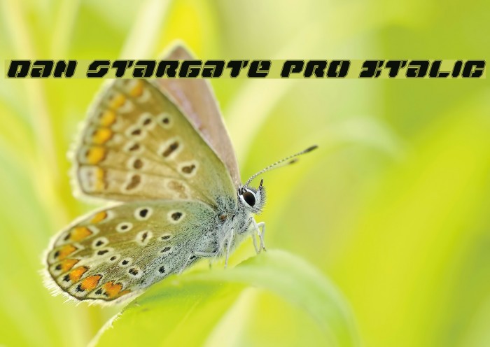 Dan Stargate Pro Italic Example 1