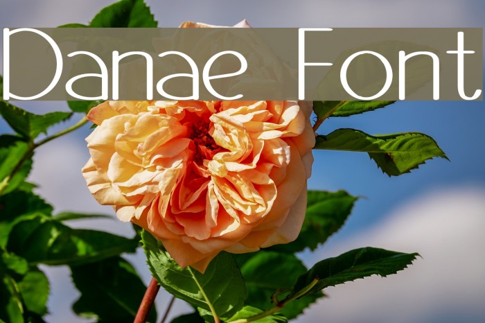 Danae Font examples