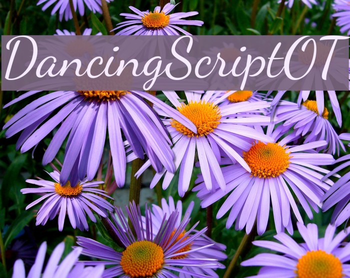 DancingScriptOT Schriftart examples