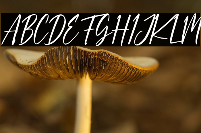 Dandelion Fall Example 3