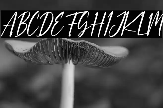 Dandelion Fall Font examples