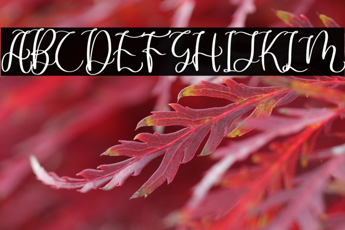 Dandelion Pelangi Example 1