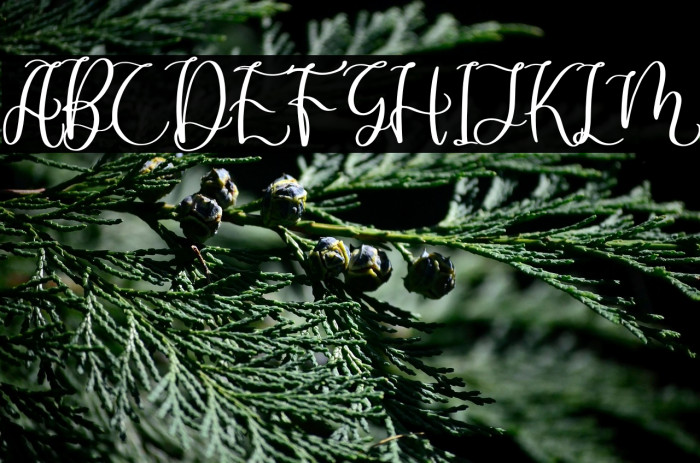 Dandelion Pelangi Example 3