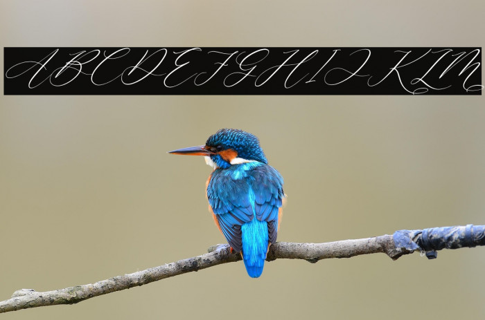 Dandelion Sweety Italic Example 1