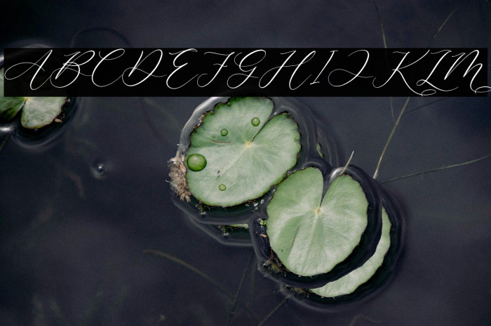 Dandelion Sweety Example 3