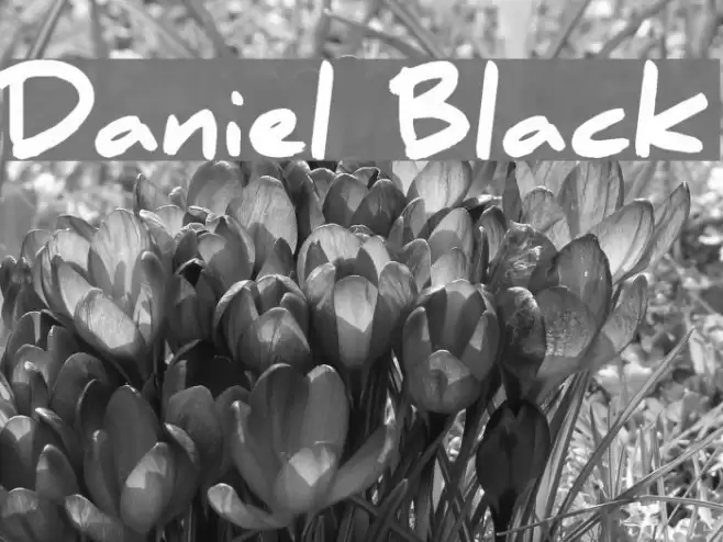 Daniel Black Шрифта examples