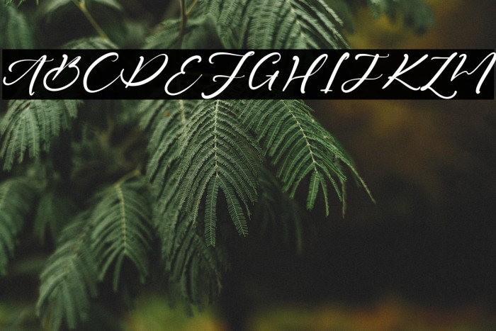 Daniel Jamie Example 3