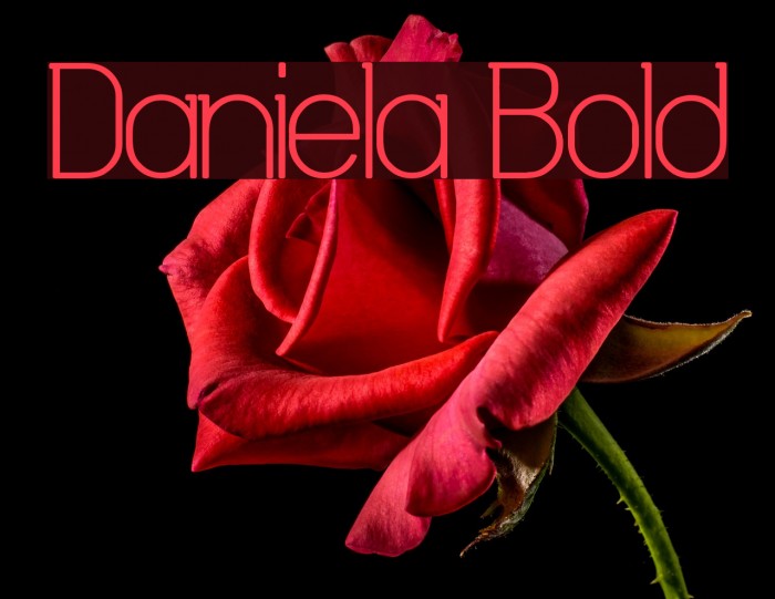 Daniela Bold Fonte examples