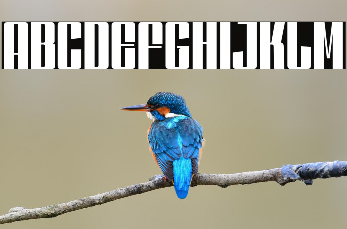 DankfieldRegularDEMO Example 1