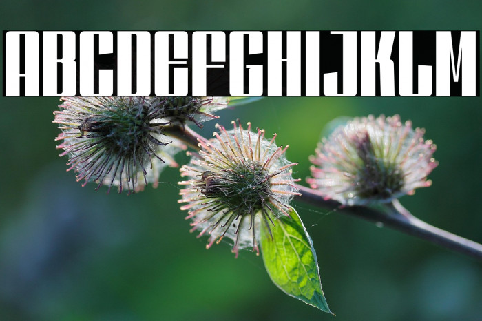 DankfieldRegularDEMO Example 2