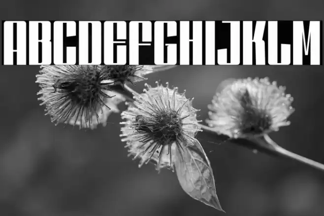 DankfieldRegularDEMO Font examples