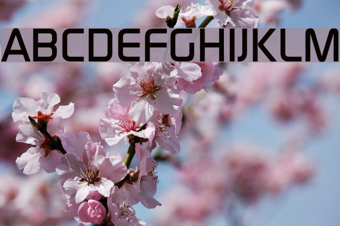 Danley Font examples