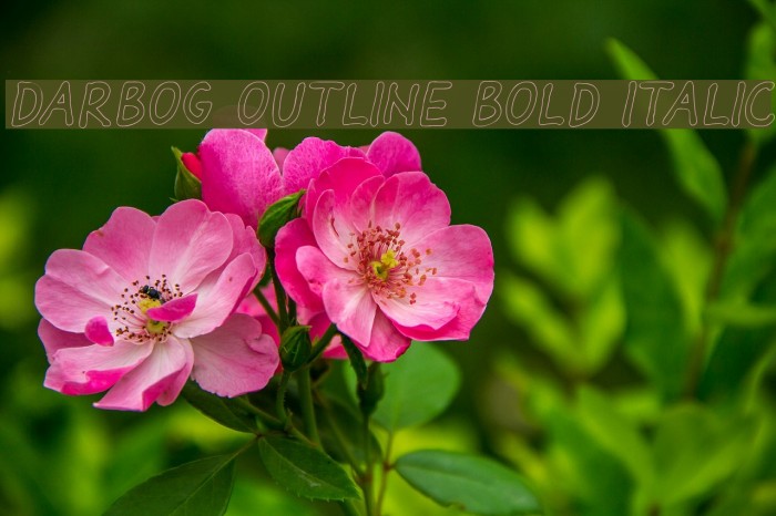 Darbog outline Bold Italic Font examples