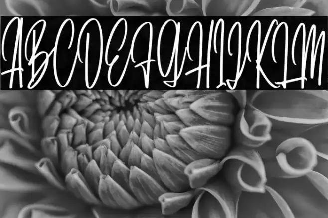 DaritaScriptDEMO-Regular Font examples