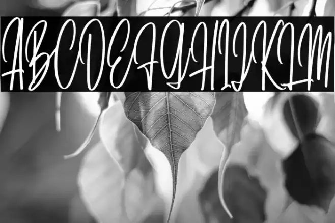 DaritaScriptDEMO-Regular Font examples