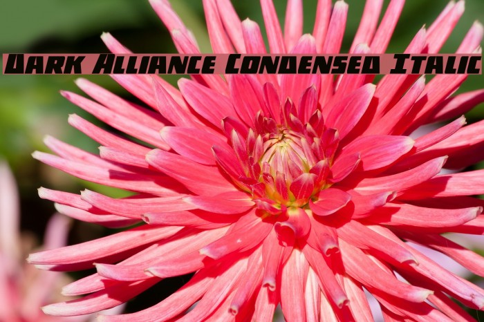 Dark Alliance Condensed Italic Example 1