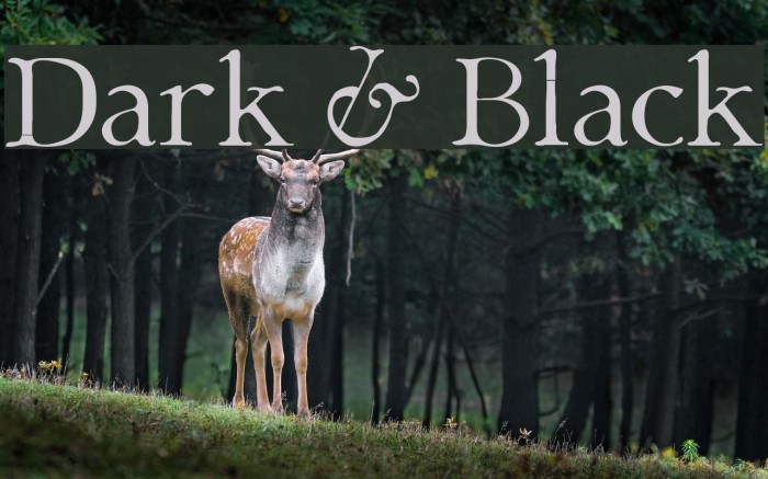 Dark & Black Font examples